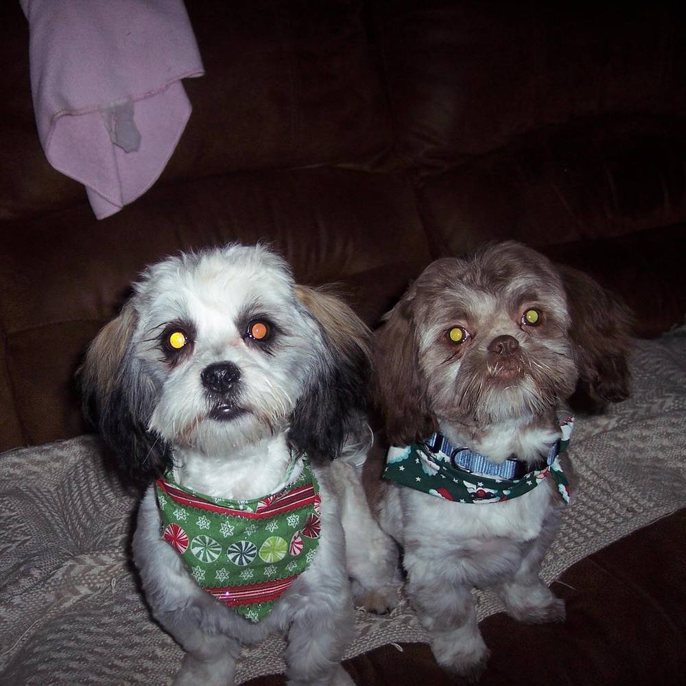 Meet your Posher, Rose